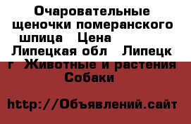 Очаровательные щеночки померанского шпица › Цена ­ 15 000 - Липецкая обл., Липецк г. Животные и растения » Собаки   